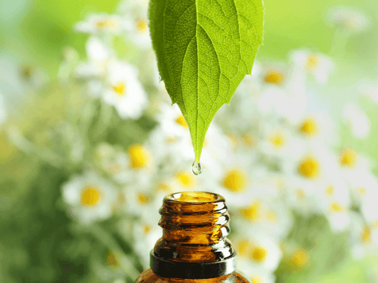 Close-up of a leaf dripping essential oil into a brown bottle, surrounded by soft-focus flowers.