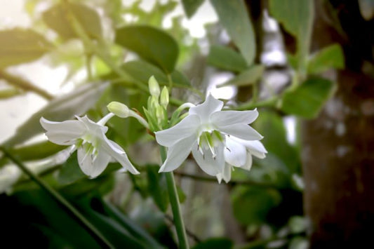 Amazonian Lily